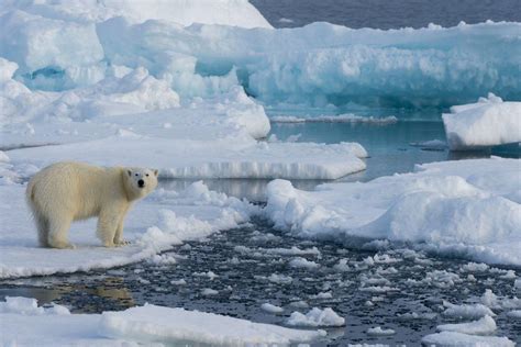 The Loss of Ice: How Melting Sea Ice Affects Marine Life
